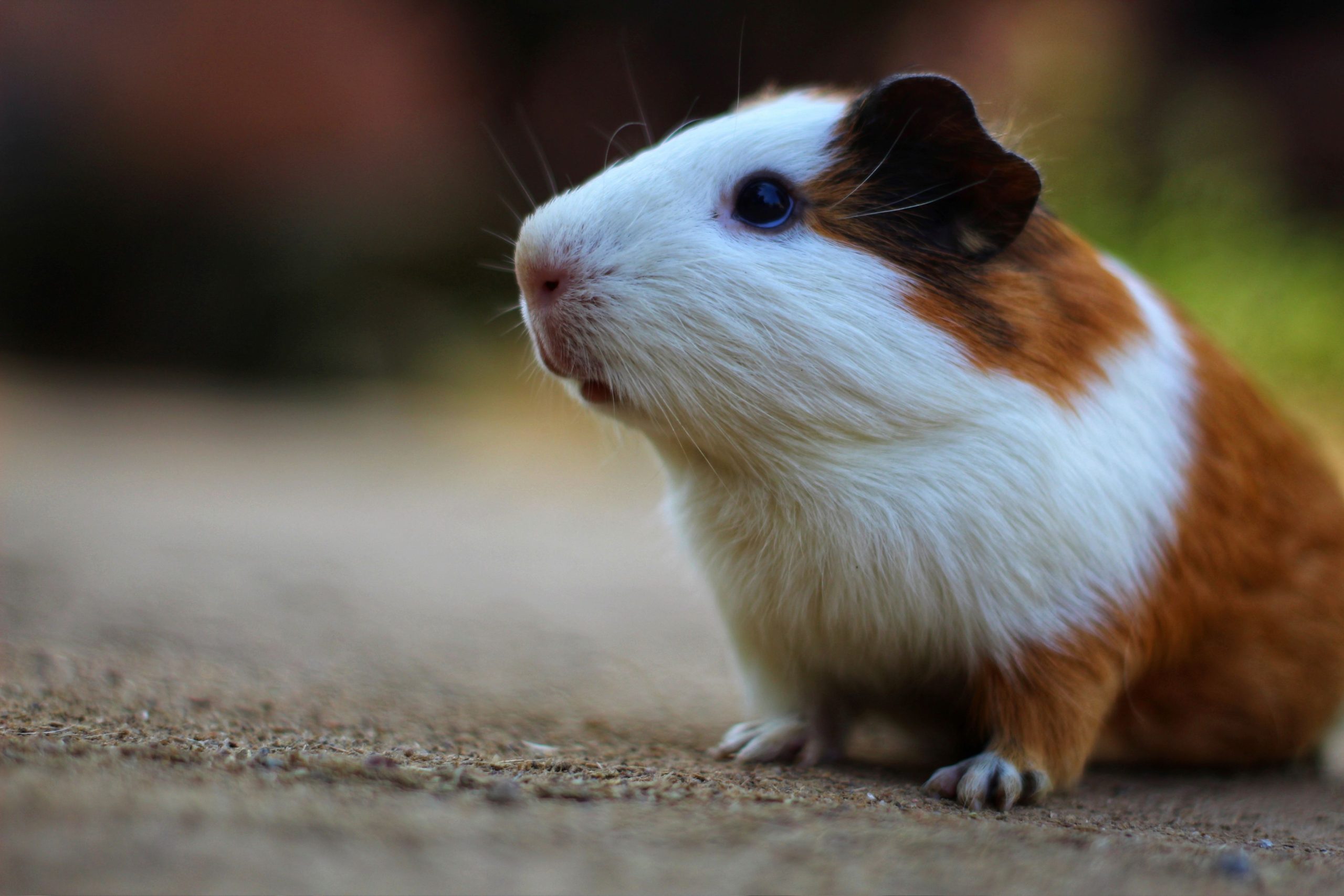 Accesorios de ejercicio para hámsters activos: mantén a tu mascota en forma