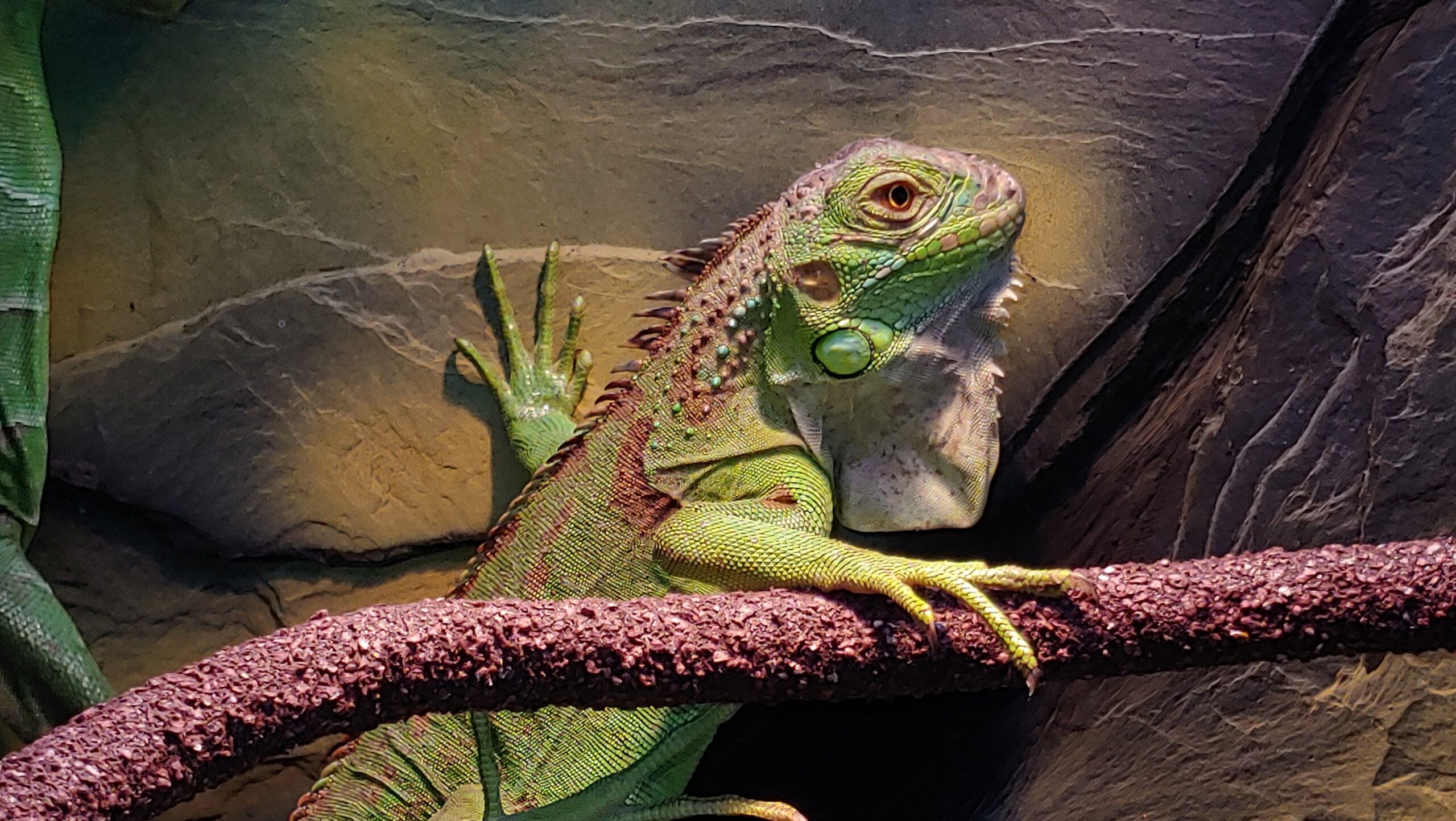 Enfermedades poco comunes en iguanas en cautiverio: qué debes saber Enfermedades poco comunes en iguanas en cautiverio: qué debes saber
