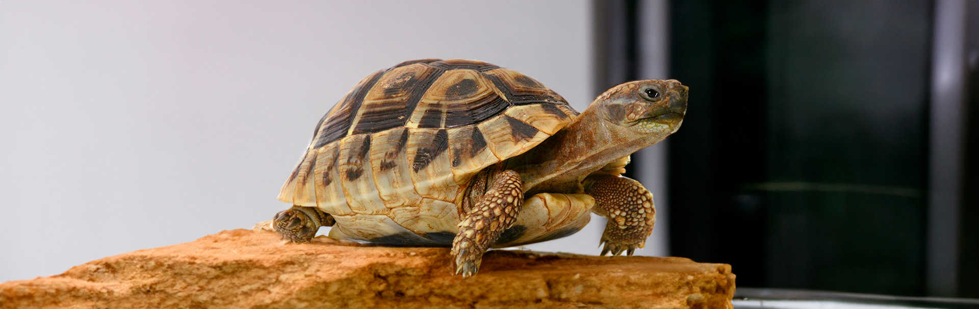 Accesorios de calefacción para el hábitat de tu tortuga Accesorios de calefacción para el hábitat de tu tortuga