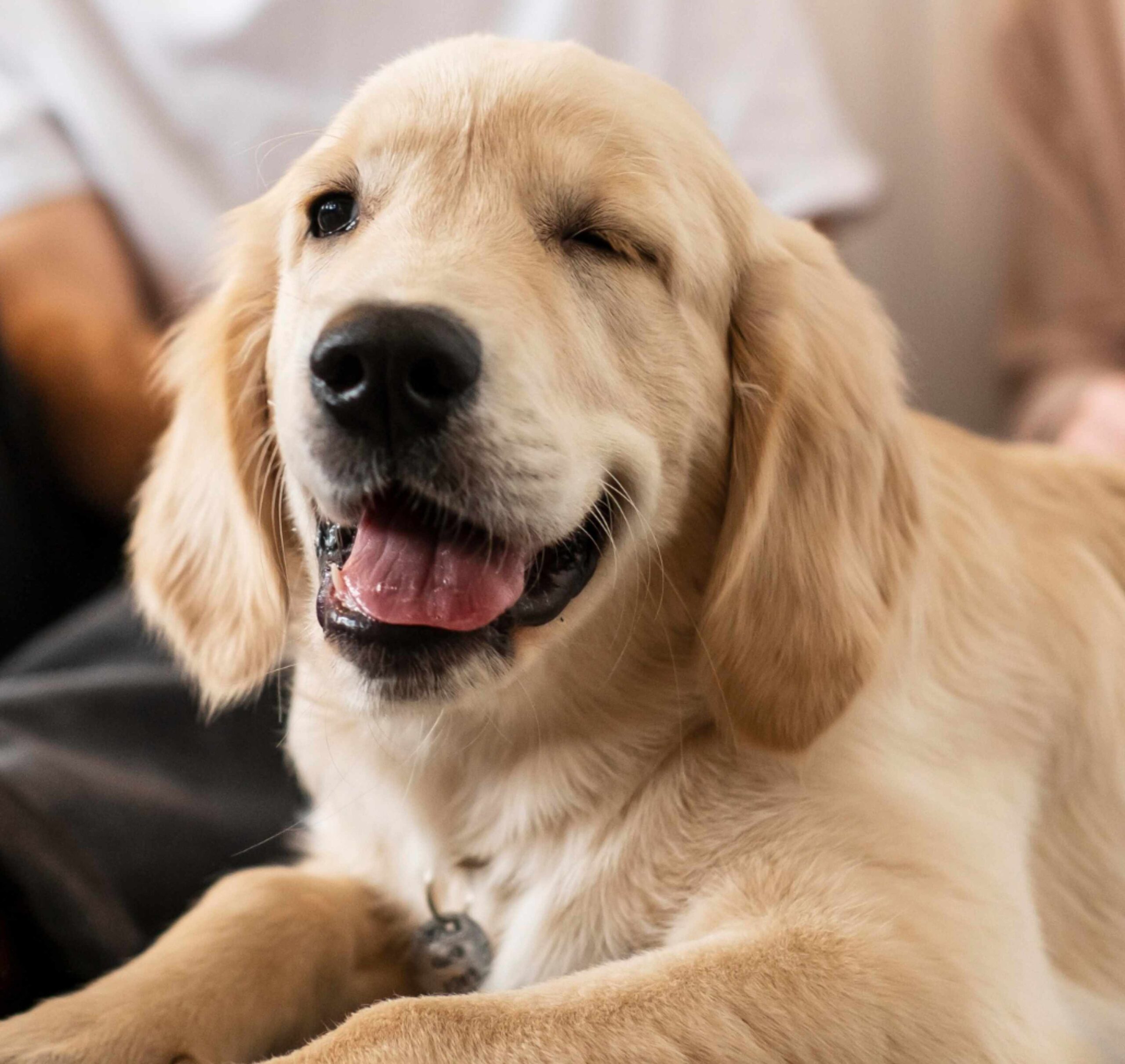 Dieta para perros con alergias a ciertos ingredientes Dieta para perros con alergias a ciertos ingredientes