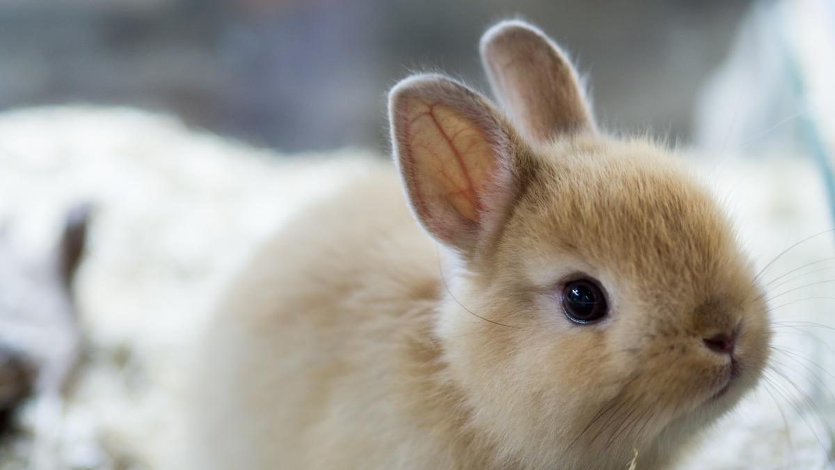 Hábitos saludables para conejos que viven en espacios exteriores Hábitos saludables para conejos que viven en espacios exteriores