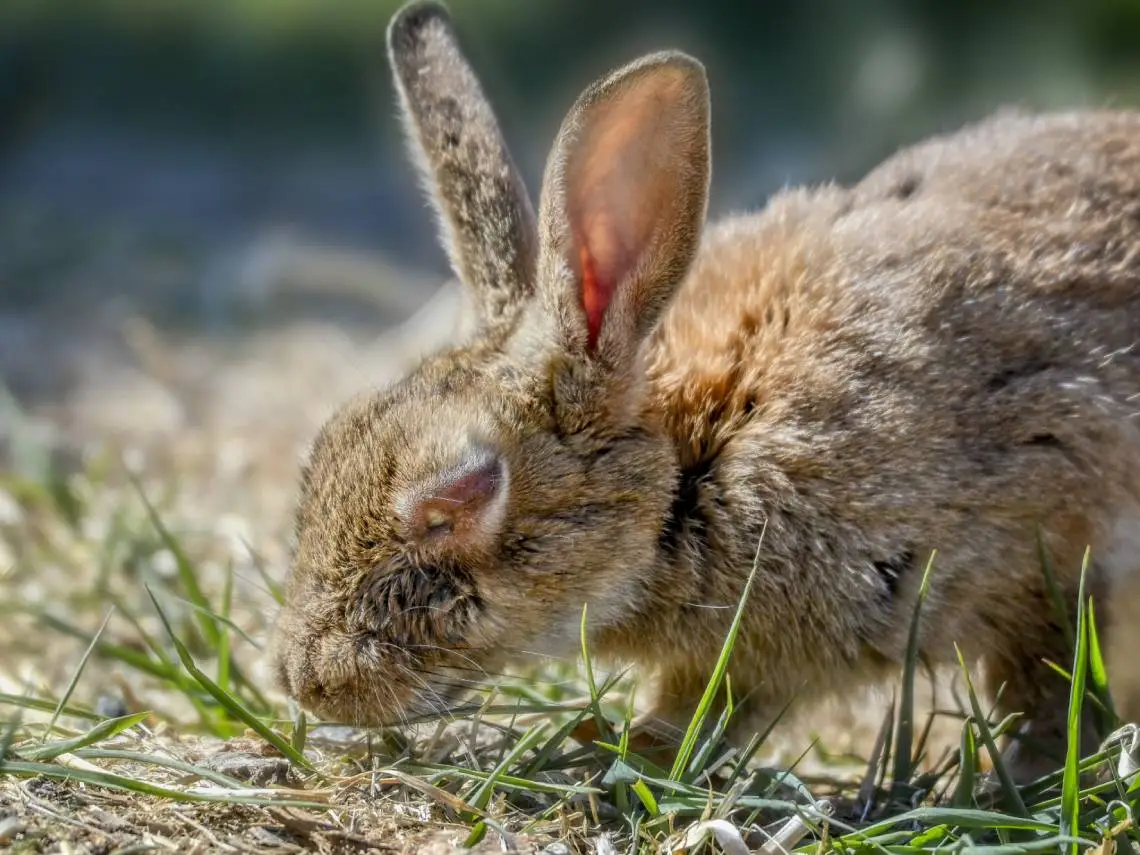 Hábitos saludables para conejos que pasan tiempo al aire libre Hábitos saludables para conejos que pasan tiempo al aire libre