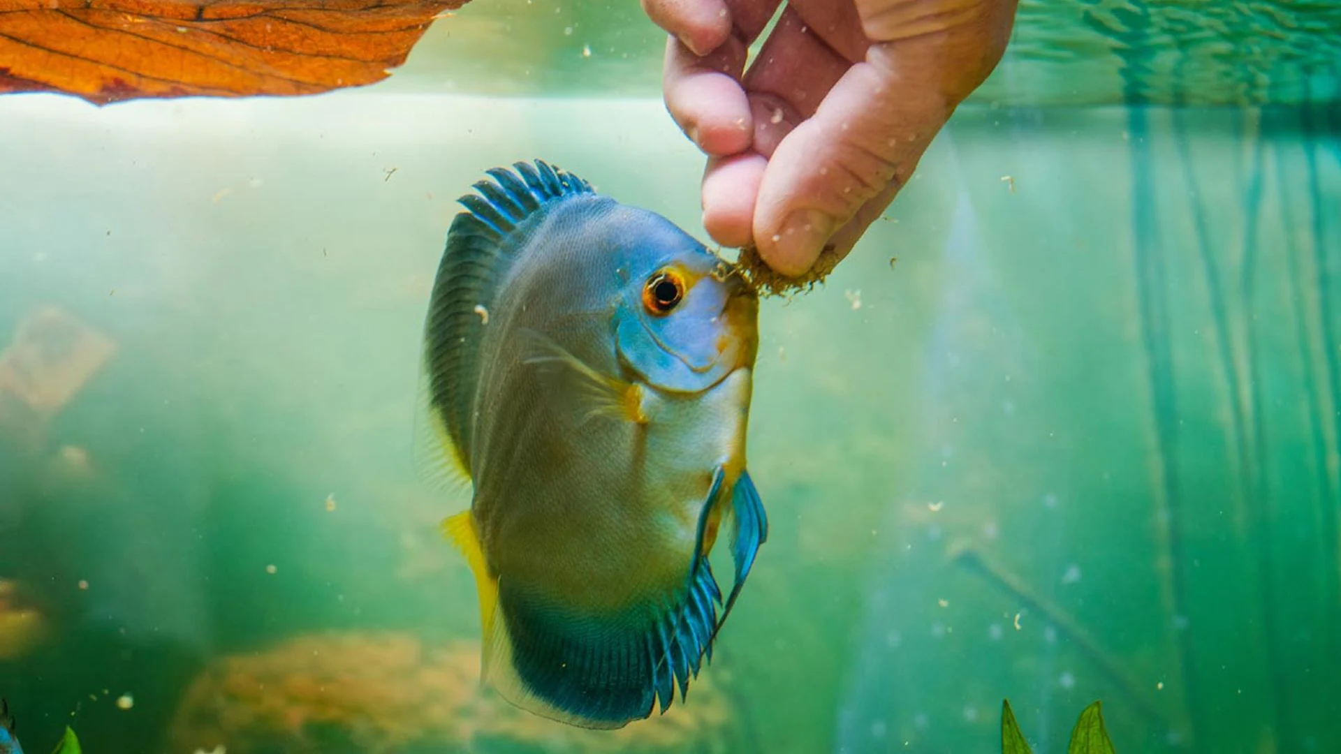 Alimentos frescos para peces: beneficios y precauciones Alimentos frescos para peces: beneficios y precauciones