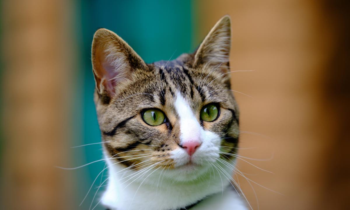 Accesorios de enriquecimiento ambiental para gatos en casas pequeñas