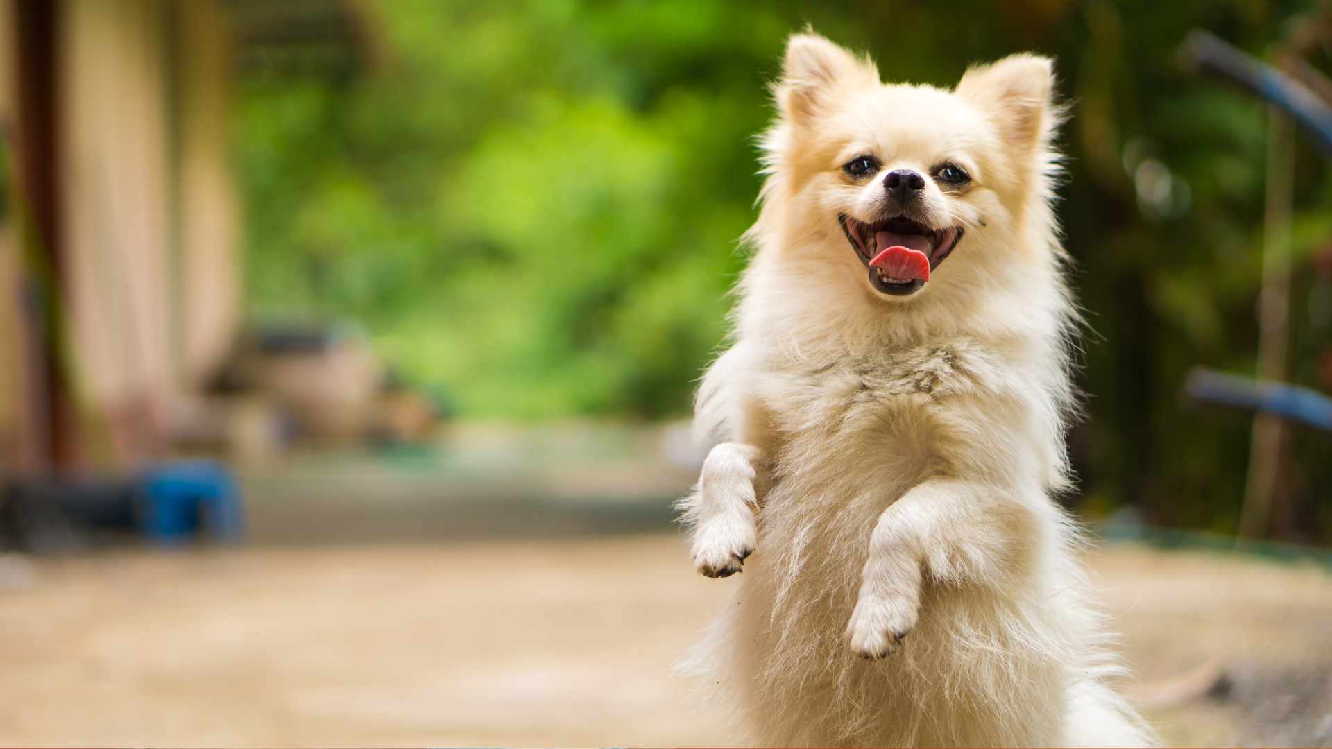 Adiestramiento positivo para perros de razas grandes