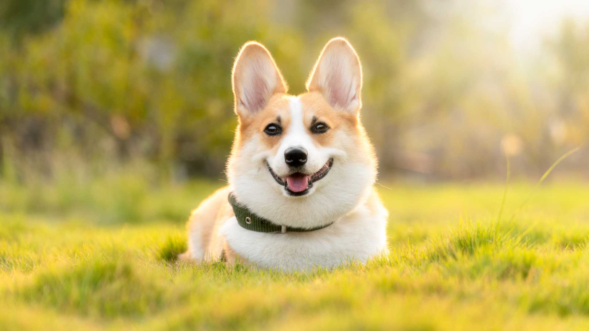 Hábitos saludables para mantener a tu perro libre de estrés Hábitos saludables para mantener a tu perro libre de estrés