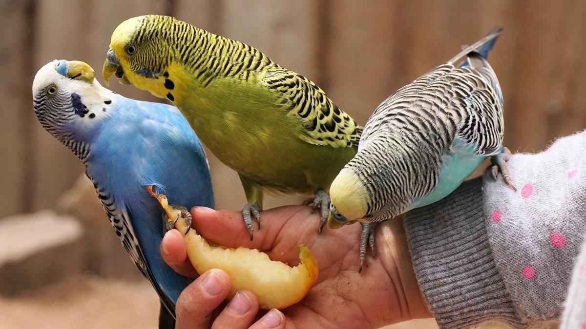 Enfermedades raras en aves de compañía y cómo prevenirlas