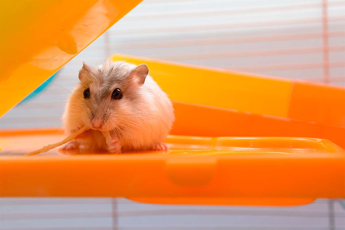 Accesorios de ejercicio para hámsters activos: mantén a tu mascota en forma