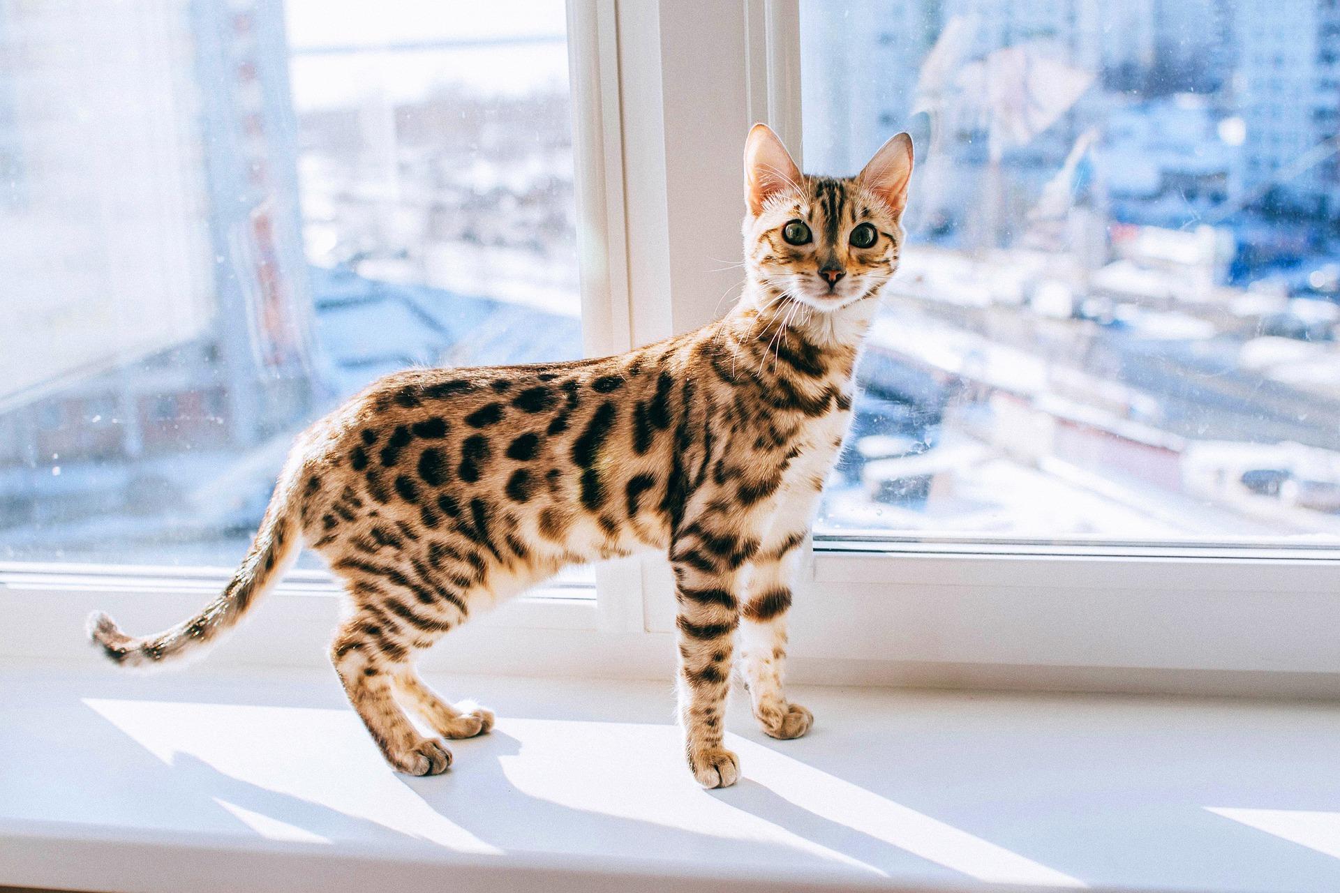 Los mejores accesorios para gatos que disfrutan de las alturas Los mejores accesorios para gatos que disfrutan de las alturas