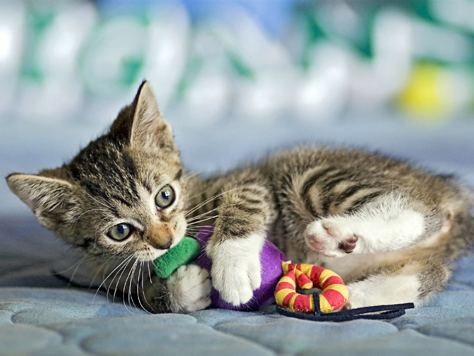 Accesorios para gatos que prefieren jugar en la noche Accesorios para gatos que prefieren jugar en la noche