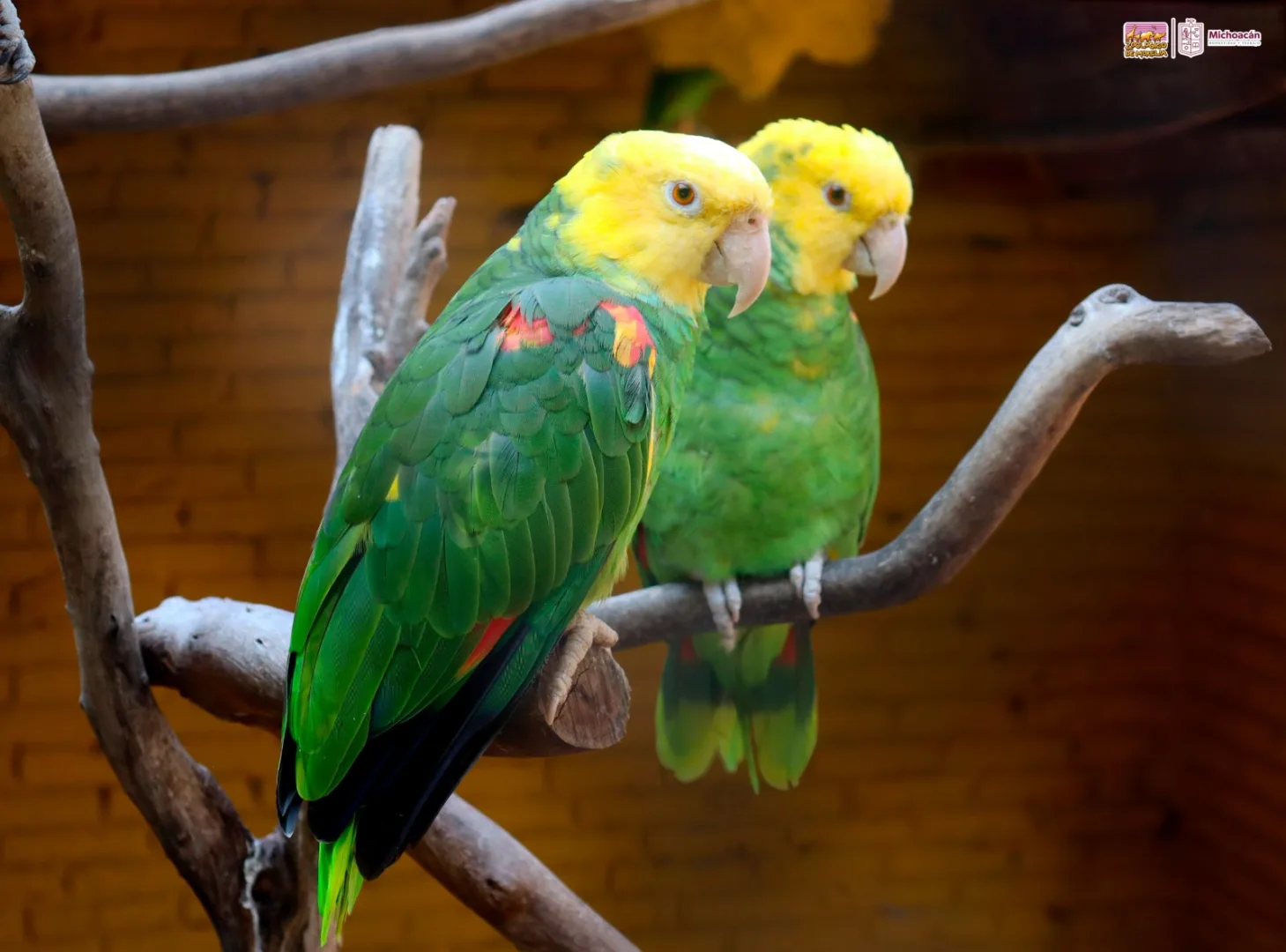 Entrenamiento para aves jóvenes: cómo empezar desde temprano Entrenamiento para aves jóvenes: cómo empezar desde temprano
