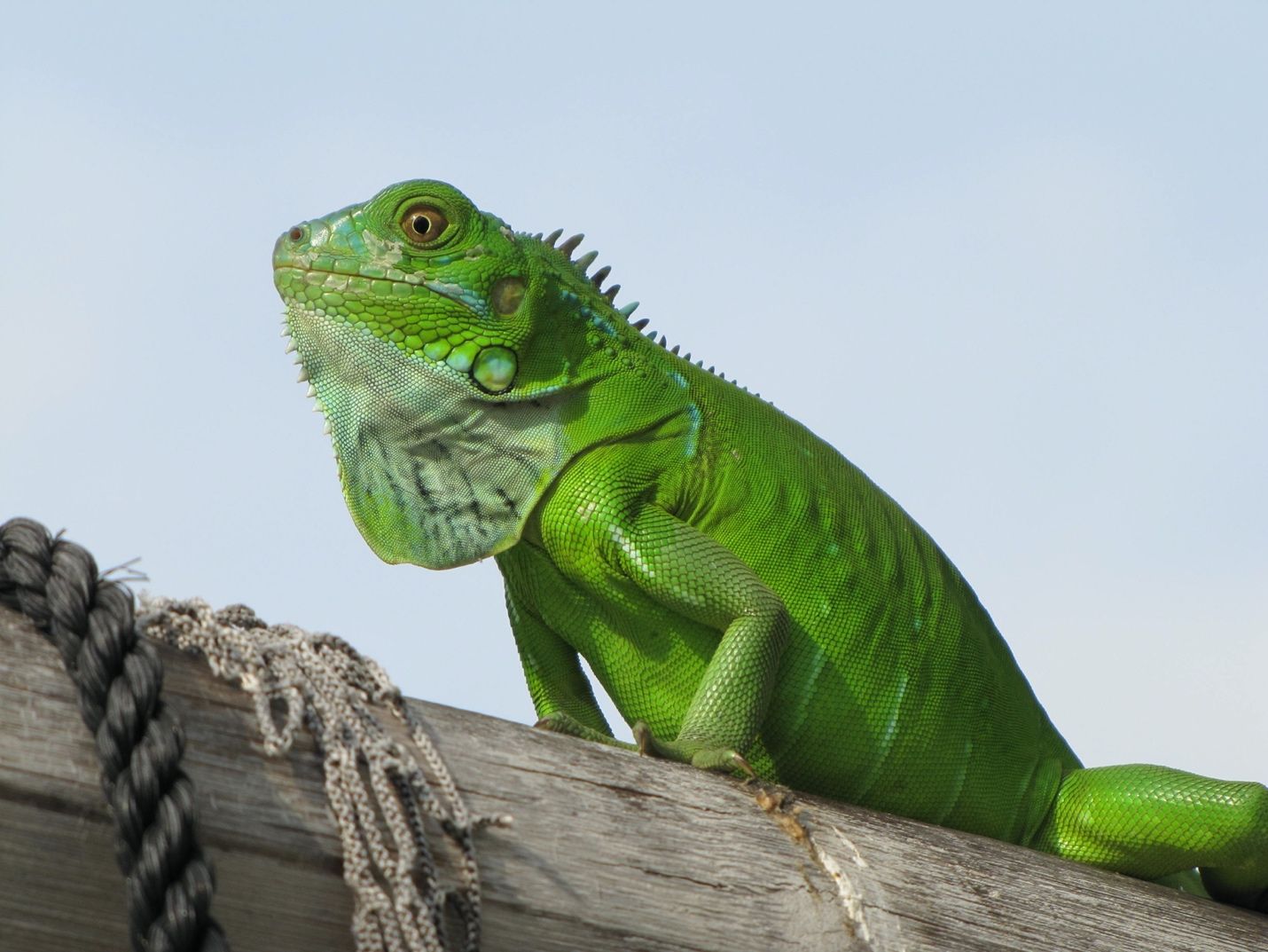Enfermedades poco comunes en iguanas en cautiverio: signos de alerta Enfermedades poco comunes en iguanas en cautiverio: signos de alerta