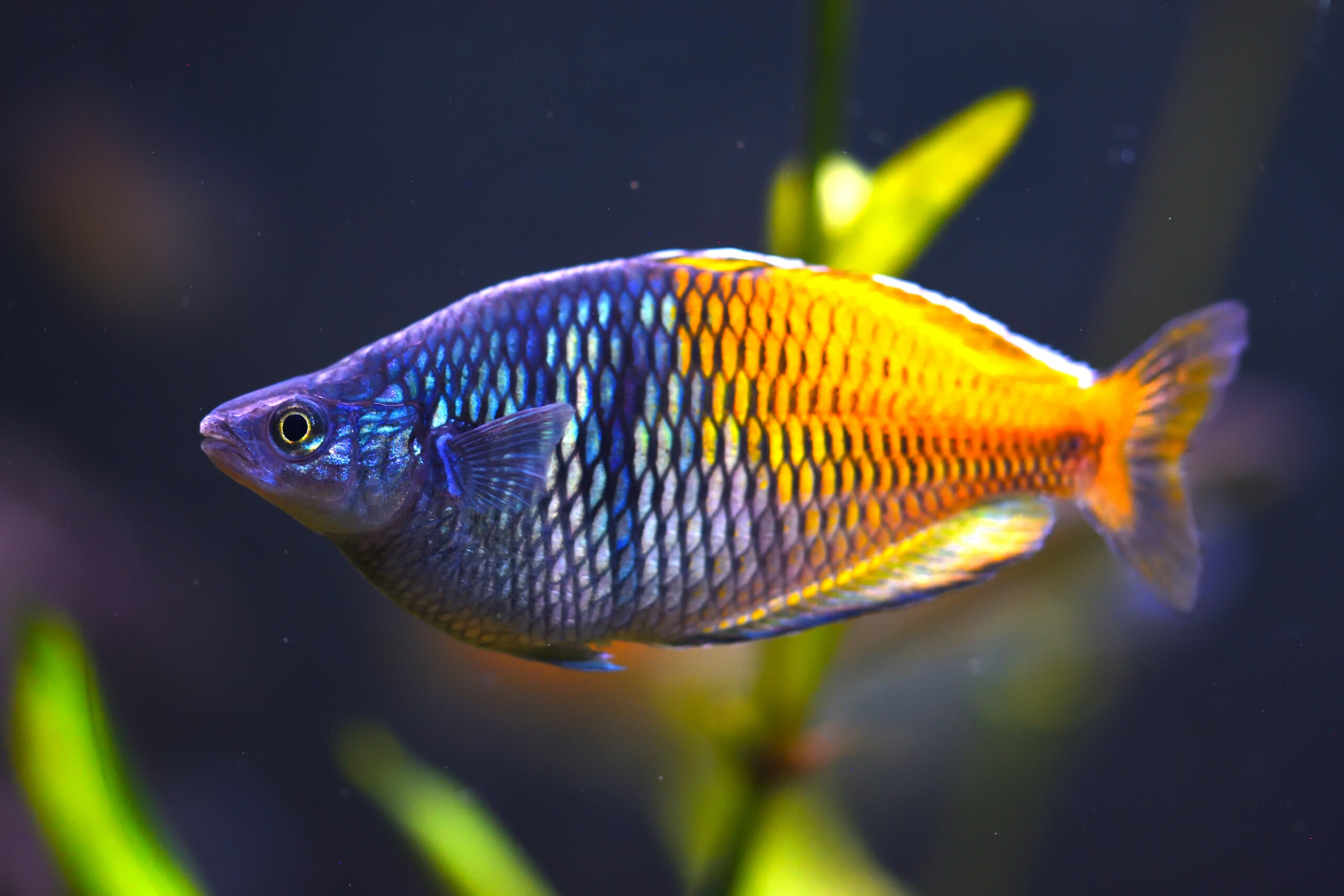 Alimentación balanceada para peces betta en acuarios pequeños
