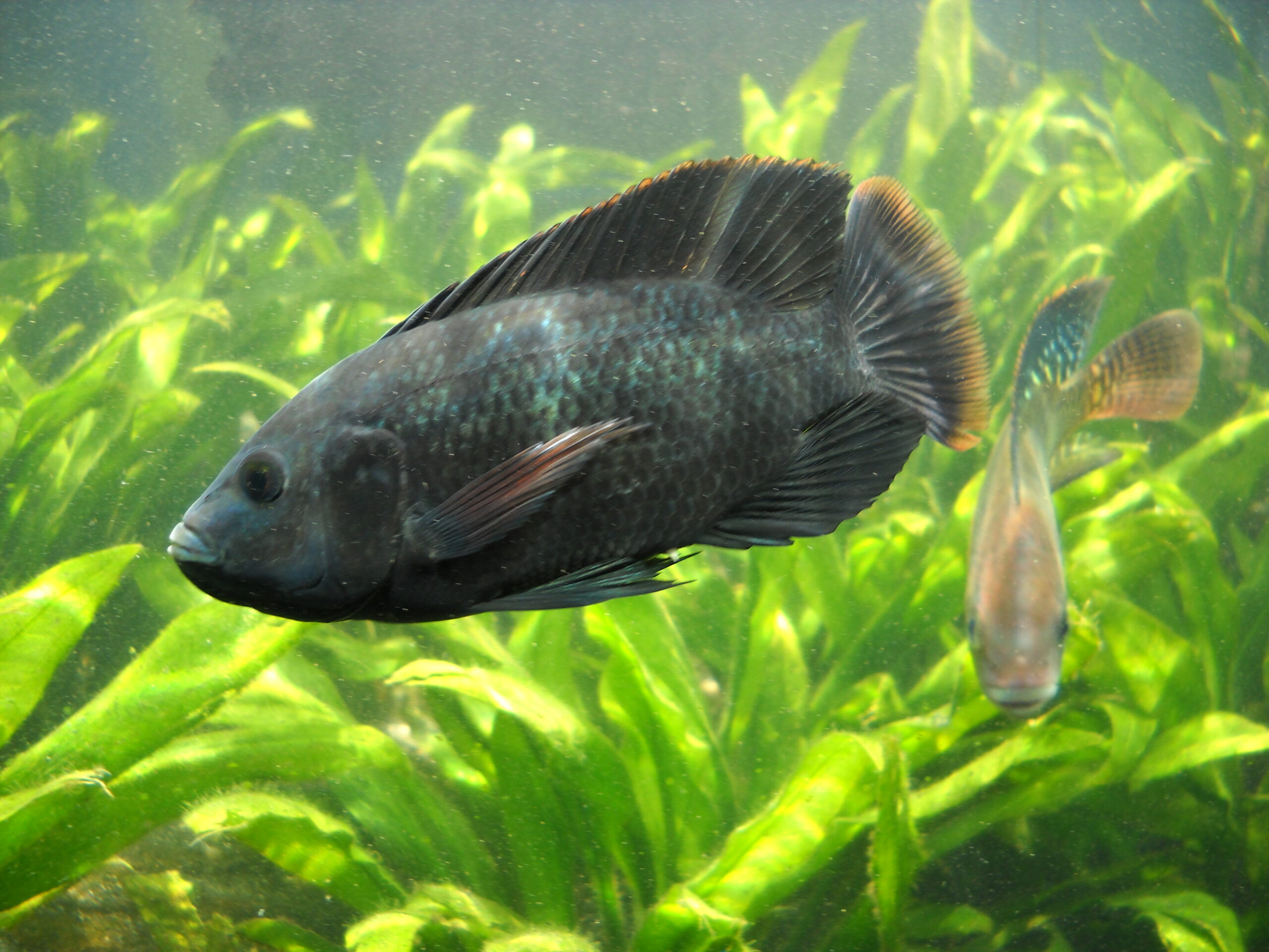 Alimentación balanceada para peces de acuario con diferentes especies Alimentación balanceada para peces de acuario con diferentes especies