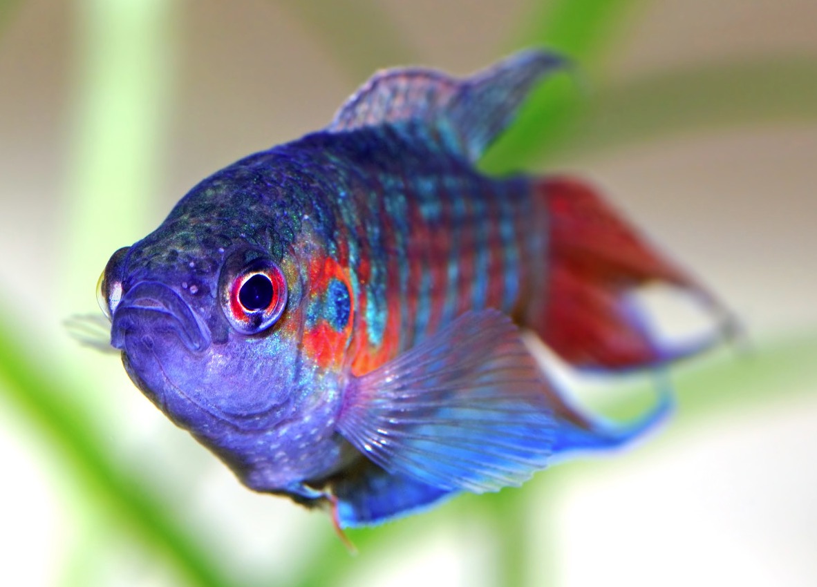 Ejercicio para peces: métodos y beneficios