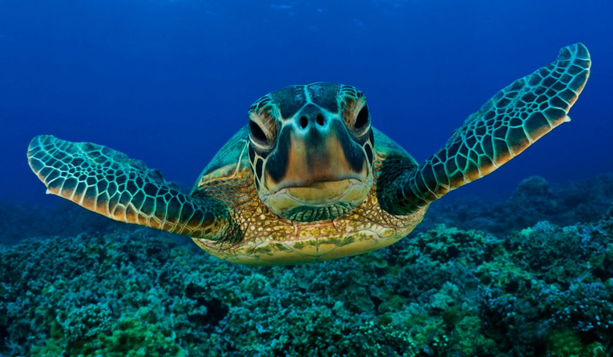 Accesorios calefactores para el hábitat de tortugas acuáticas en climas fríos Accesorios calefactores para el hábitat de tortugas acuáticas en climas fríos