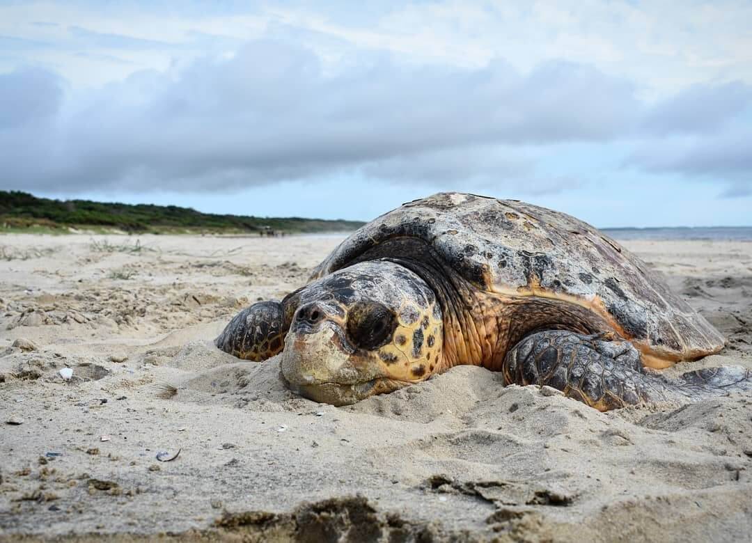 Accesorios y elementos de estimulación para tortugas en el hogar
