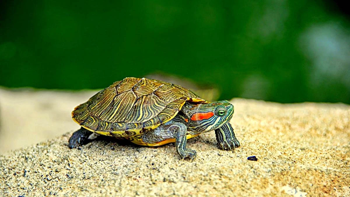 Accesorios para facilitar el manejo de tortugas en el hogar