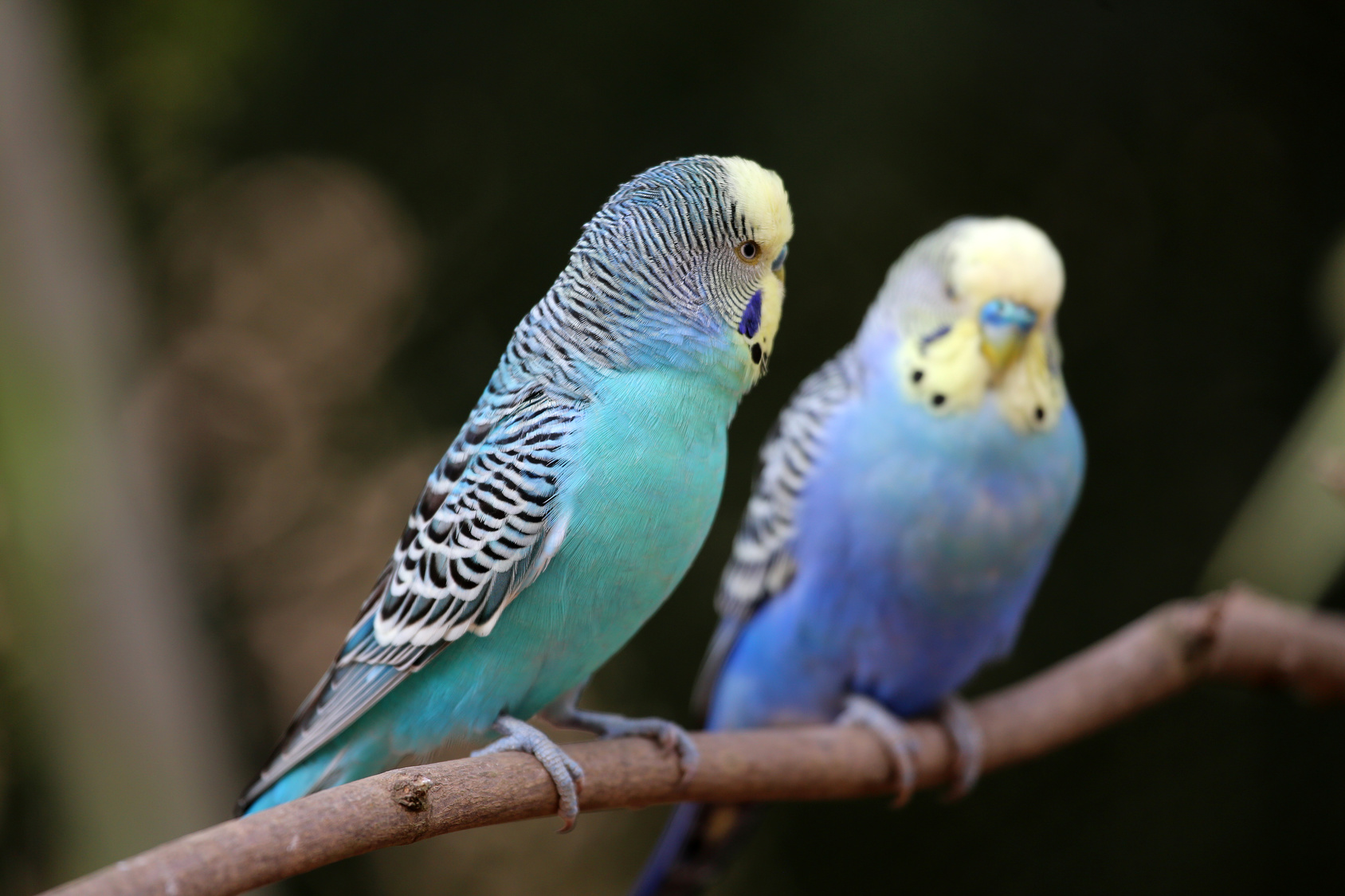 Adiestramiento para aves en espacios compartidos Adiestramiento para aves en espacios compartidos
