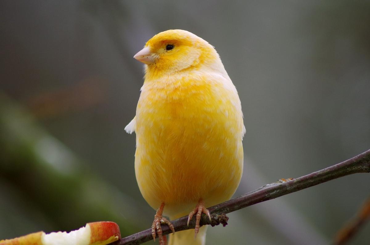 Adiestramiento para aves que pasan tiempo fuera de la jaula Adiestramiento para aves que pasan tiempo fuera de la jaula