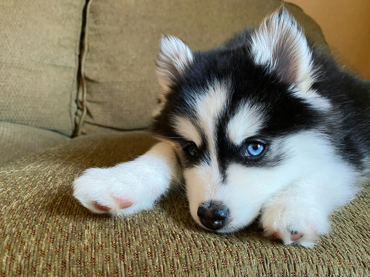 Hábitos saludables para perros que viven en climas fríos