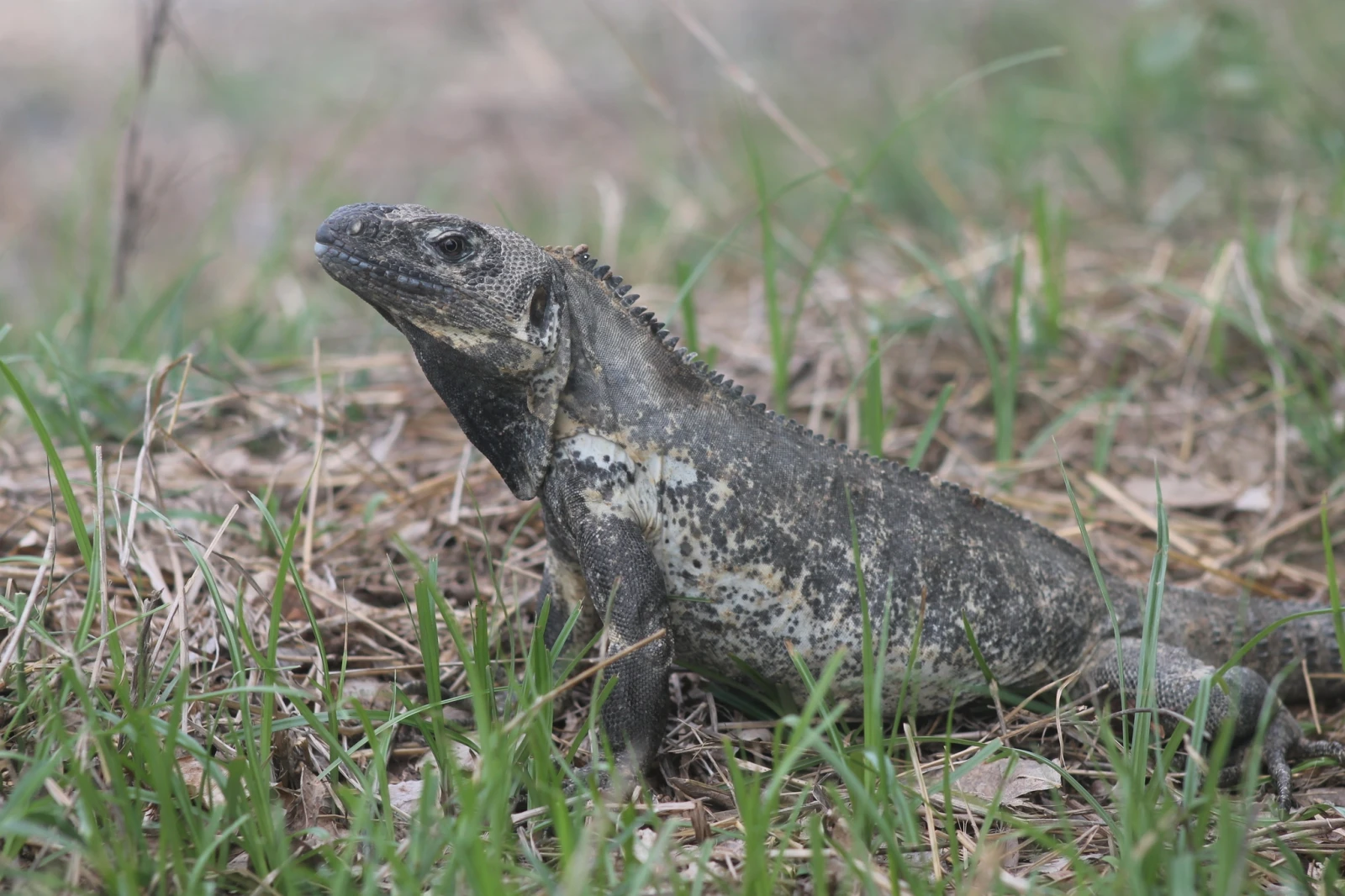 Accesorios que facilitan el cuidado de tu iguana Accesorios que facilitan el cuidado de tu iguana