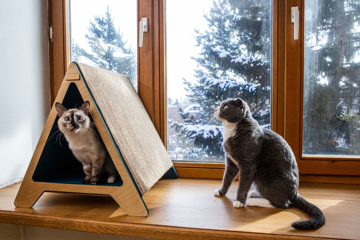 Accesorios seguros para gatos que pasan tiempo al aire libre