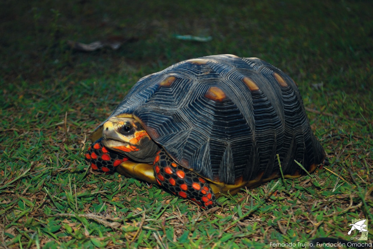 Alergias ambientales en tortugas: cómo prevenirlas Alergias ambientales en tortugas: cómo prevenirlas