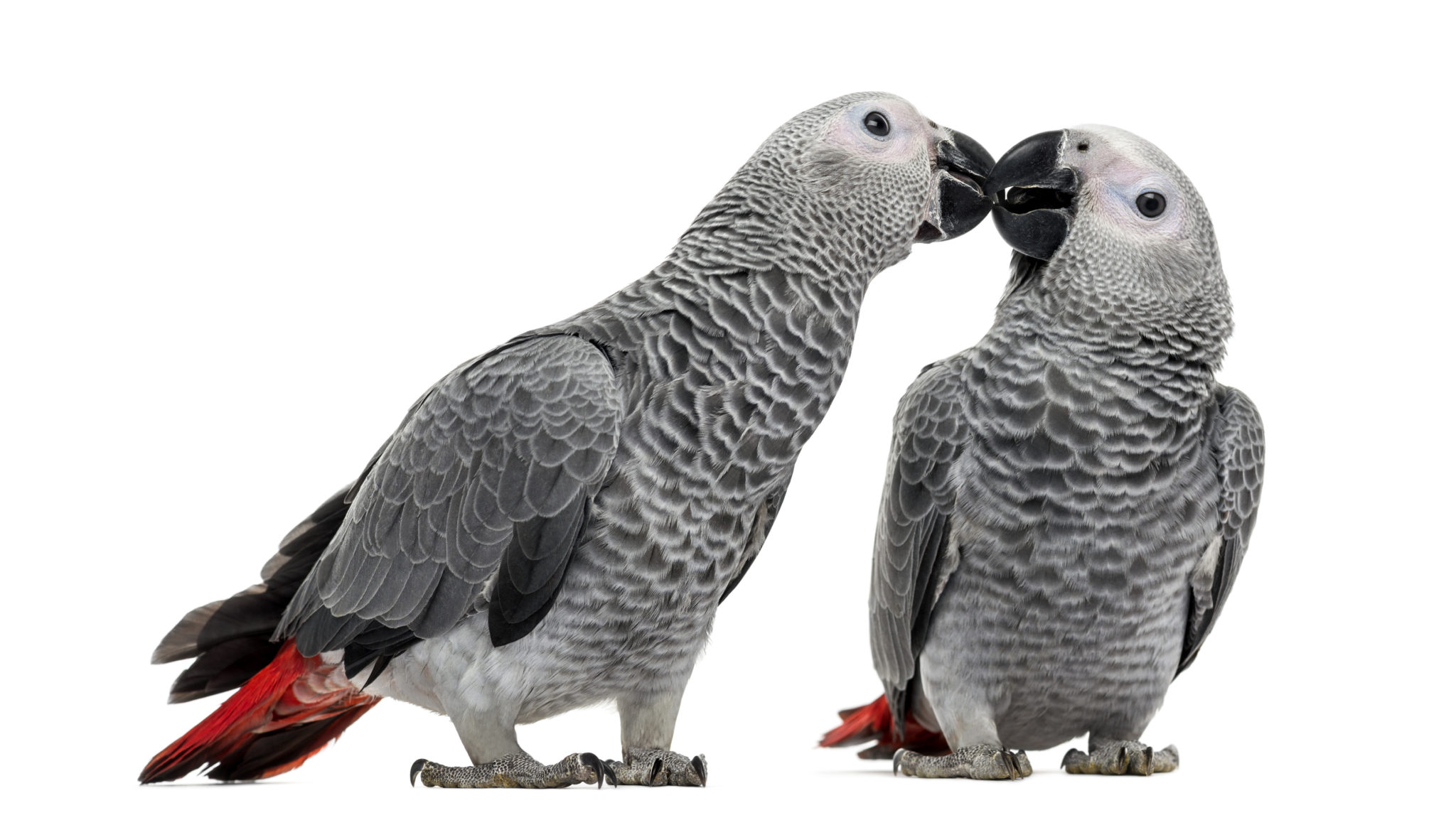 Cómo entrenar a aves jóvenes para que reconozcan comandos básicos