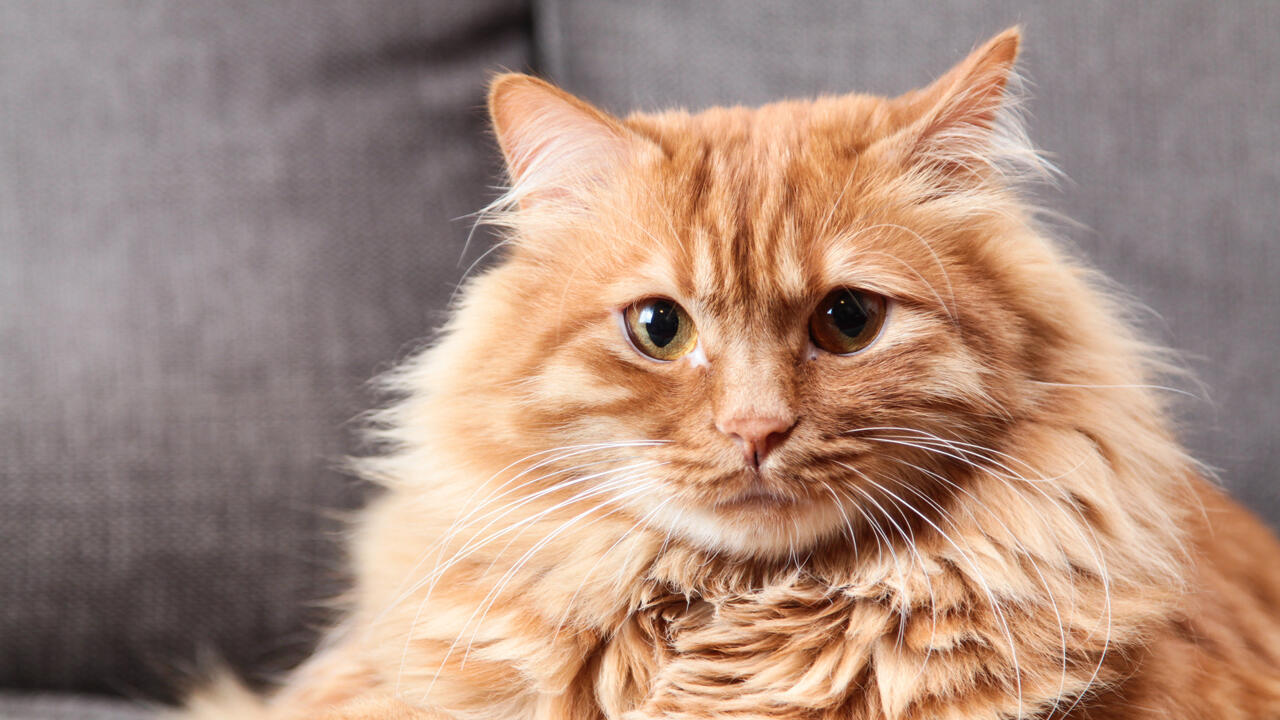 Accesorios para gatos activos: ¡mantén a tu gato entretenido! Accesorios para gatos activos: ¡mantén a tu gato entretenido!