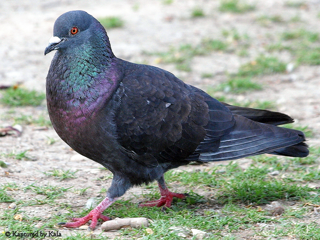 Enfermedades raras en aves de vuelo libre: qué observar y cómo actuar Enfermedades raras en aves de vuelo libre: qué observar y cómo actuar