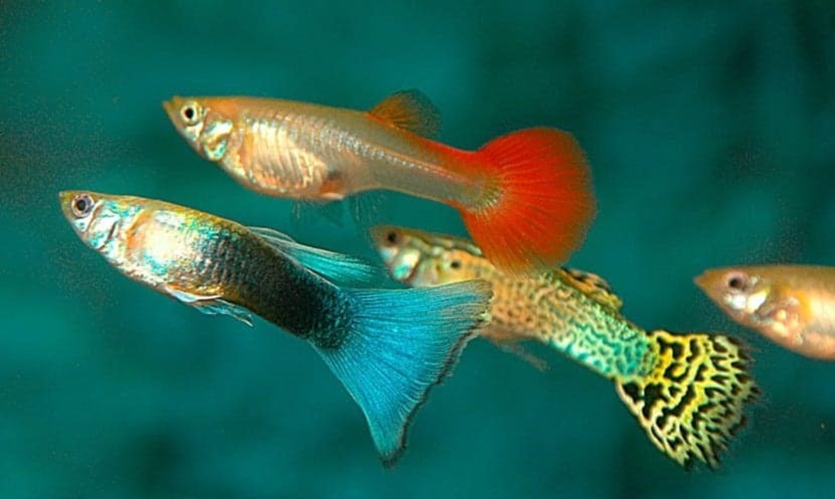 Alimentación correcta para peces en acuarios plantados Alimentación correcta para peces en acuarios plantados