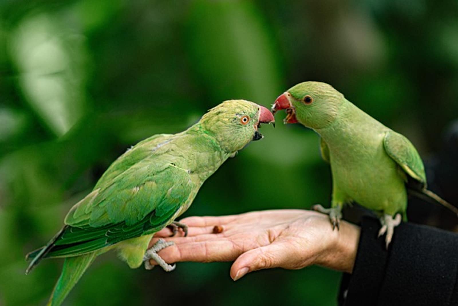 Enfermedades raras en aves exóticas: lo que debes saber Enfermedades raras en aves exóticas: lo que debes saber