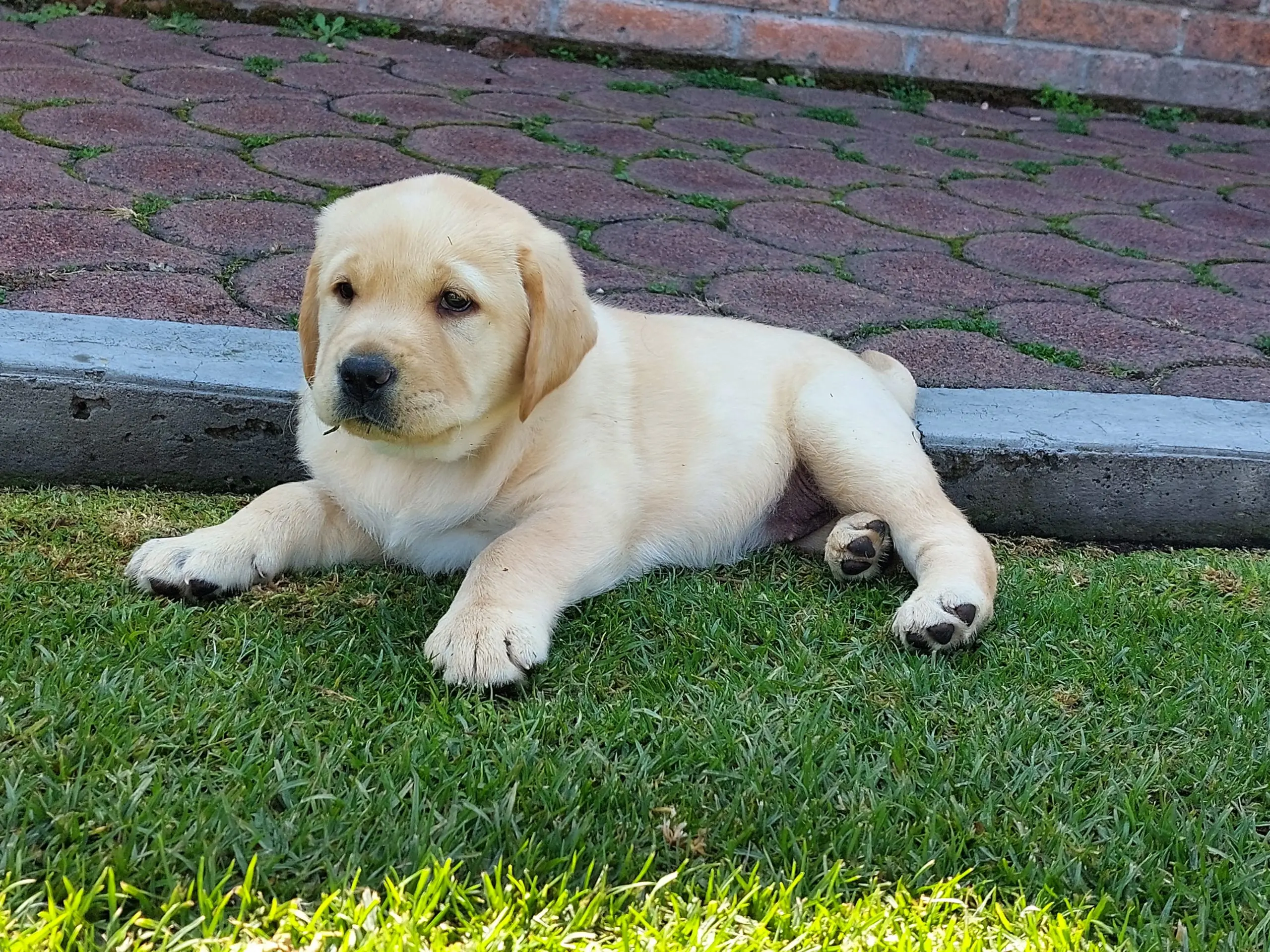 Dieta adecuada para perros que necesitan bajar de peso Dieta adecuada para perros que necesitan bajar de peso