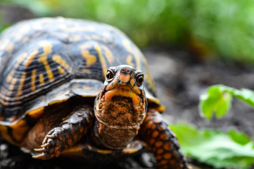 Alergias en tortugas acuáticas: cómo identificarlas y tratarlas Alergias en tortugas acuáticas: cómo identificarlas y tratarlas