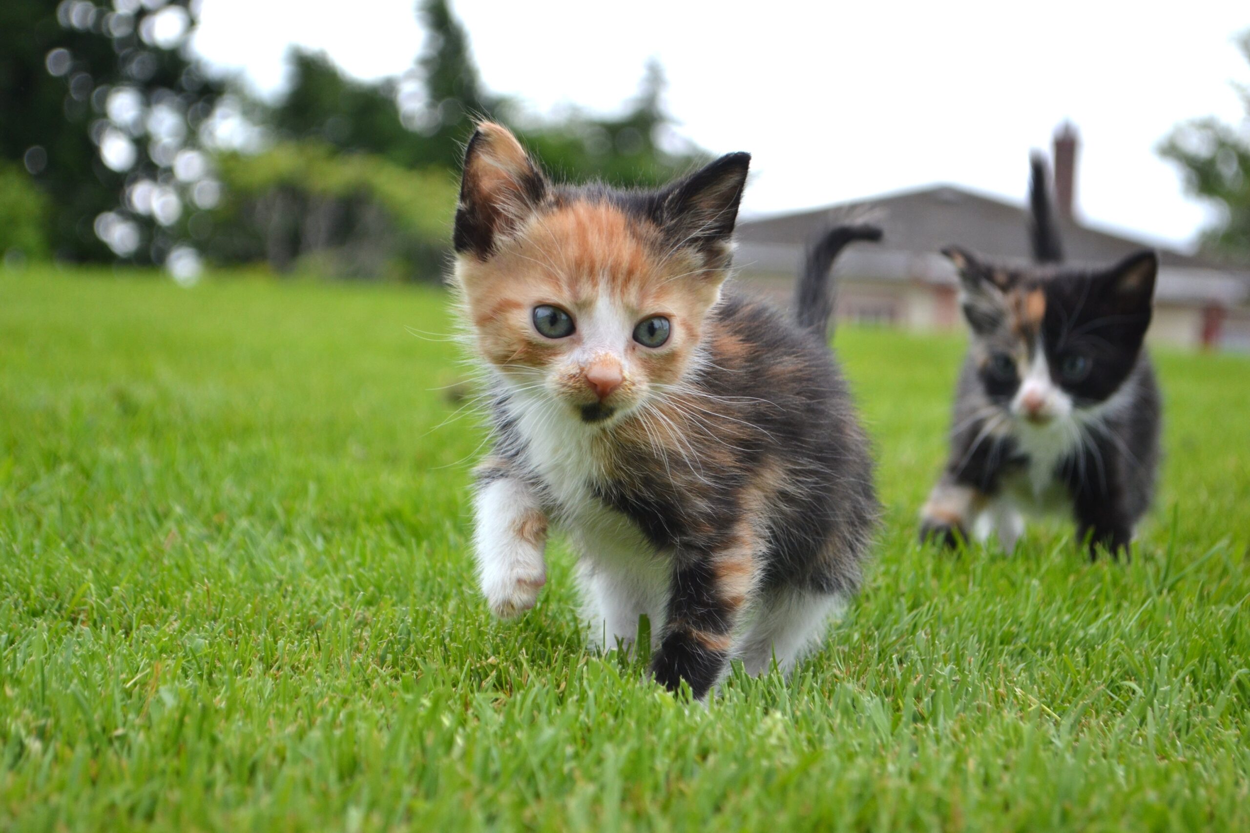 Alergias alimentarias en gatos de interior: cómo identificarlas y evitarlas Alergias alimentarias en gatos de interior: cómo identificarlas y evitarlas