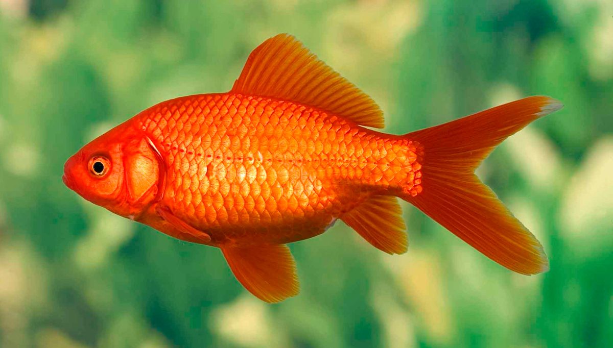 Cómo crear hábitos saludables para peces en acuarios de agua dulce Cómo crear hábitos saludables para peces en acuarios de agua dulce