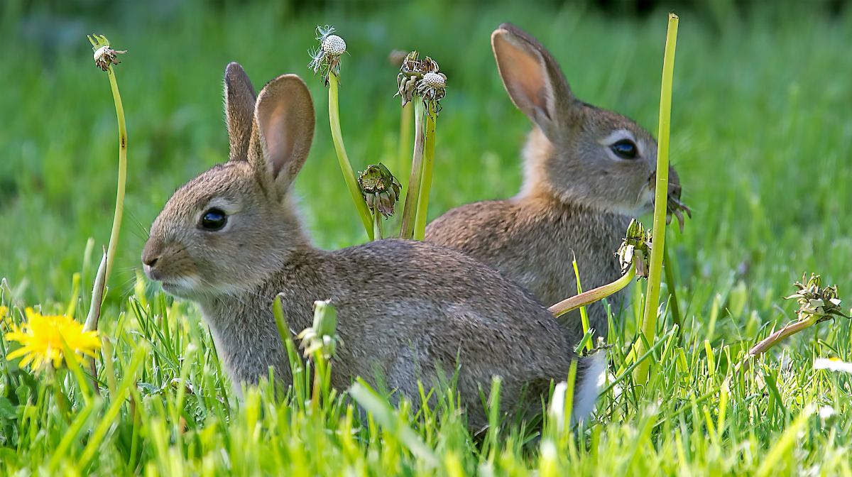 Cómo alimentar a los conejos en invierno: consejos para mantener su energía