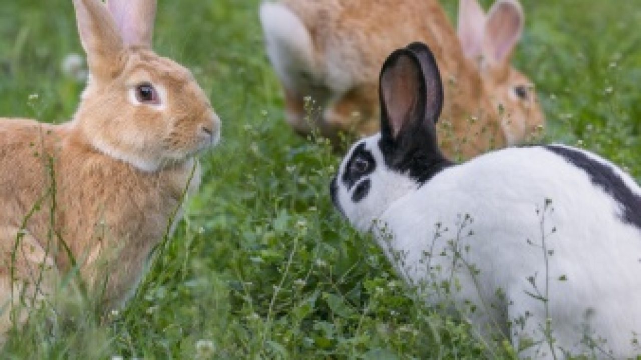 Hábitos saludables para conejos de razas pequeñas