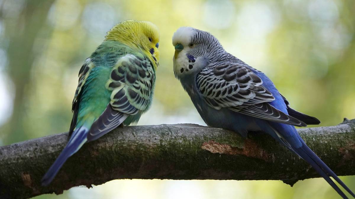Enfermedades poco comunes en aves tropicales y su prevención Enfermedades poco comunes en aves tropicales y su prevención