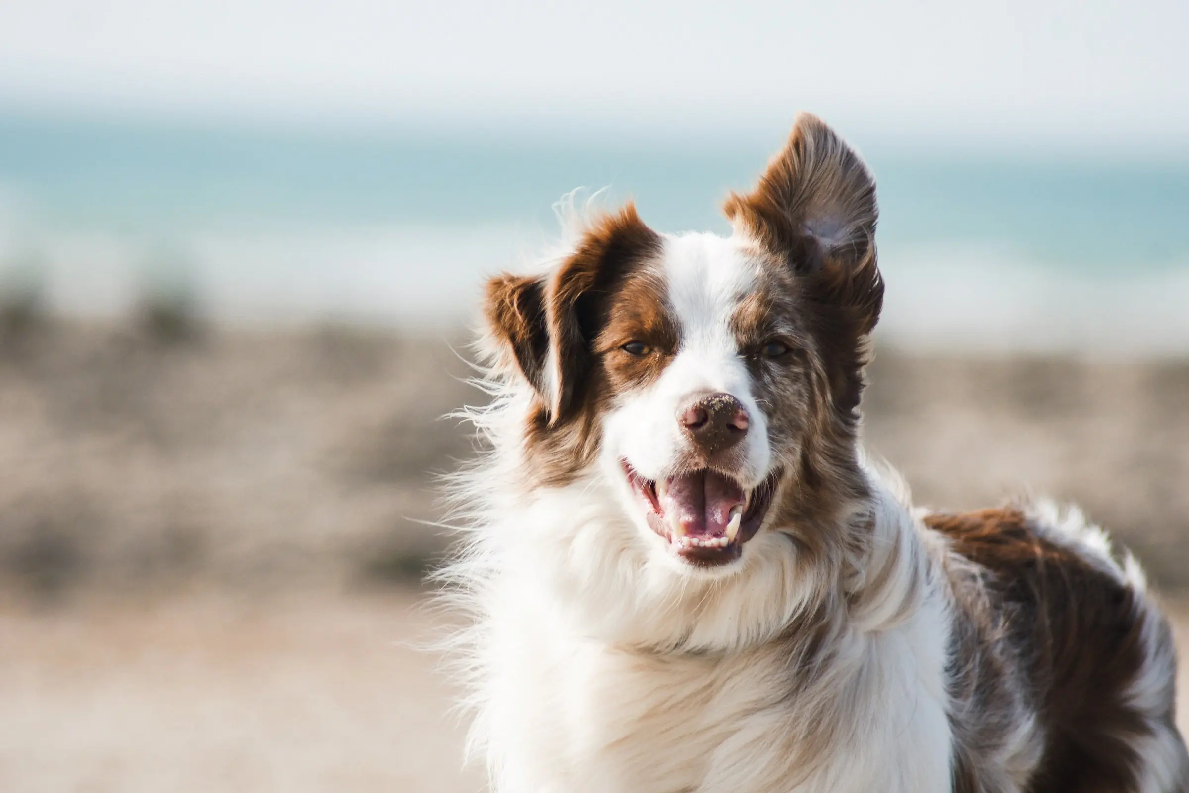 Hábitos saludables para mantener el pelaje de tu perro brillante Hábitos saludables para mantener el pelaje de tu perro brillante