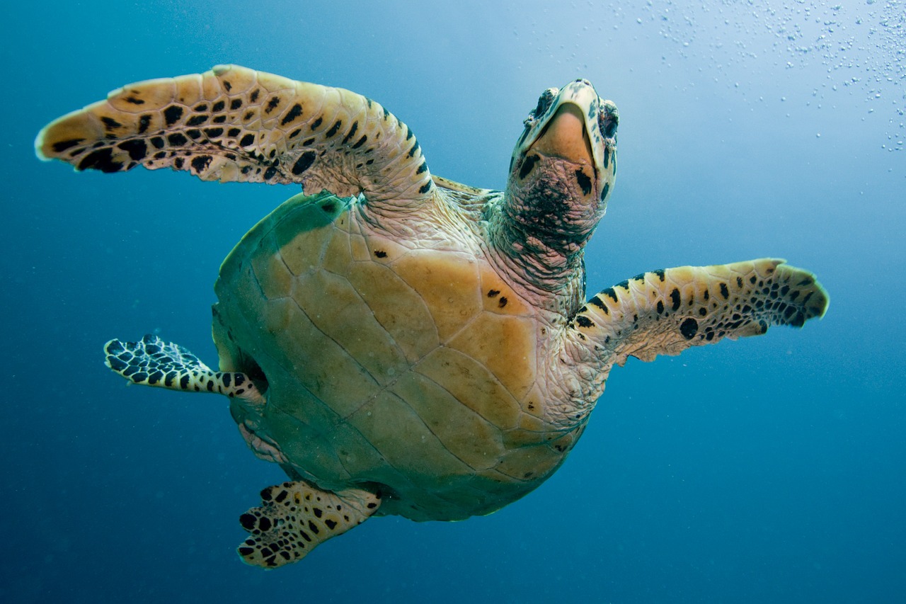 Cómo prevenir alergias respiratorias en tortugas de interior Cómo prevenir alergias respiratorias en tortugas de interior