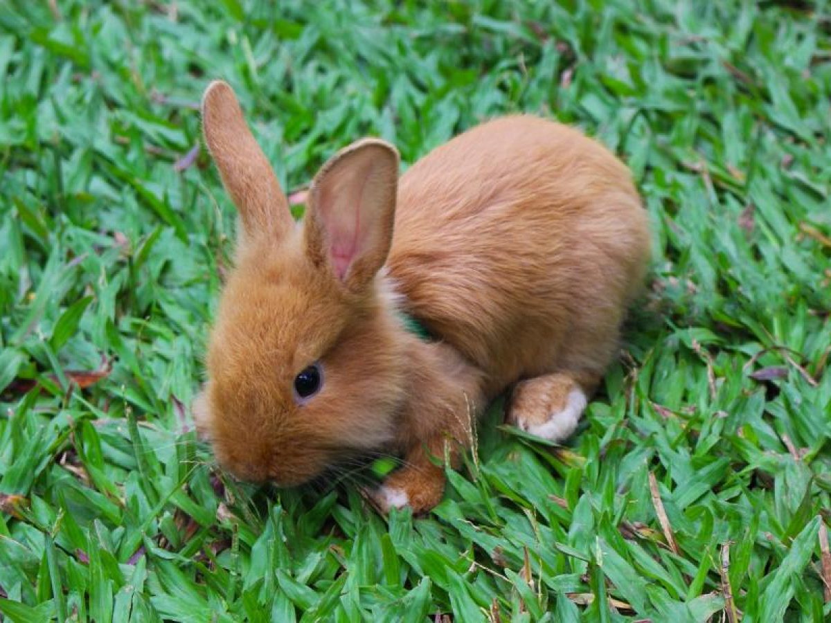 Hábitos saludables para mantener la piel de tu conejo en buen estado